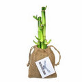 5 Stalk Lucky Bamboo Bundle in Natural Burlap Bag w/ Custom Plant Tag